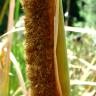 Fotografia 3 da espécie Typha domingensis do Jardim Botânico UTAD