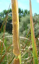 Fotografia da espécie Typha domingensis