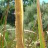 Fotografia 4 da espécie Typha domingensis do Jardim Botânico UTAD
