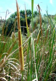 Fotografia da espécie Typha domingensis