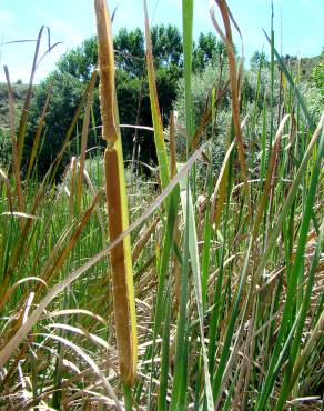 Fotografia 5 da espécie Typha domingensis no Jardim Botânico UTAD