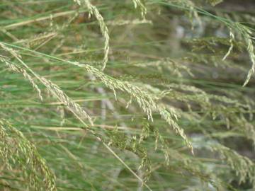 Fotografia da espécie Pseudarrhenatherum longifolium