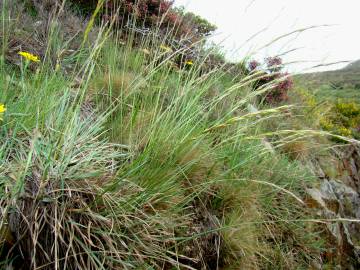 Fotografia da espécie Pseudarrhenatherum longifolium