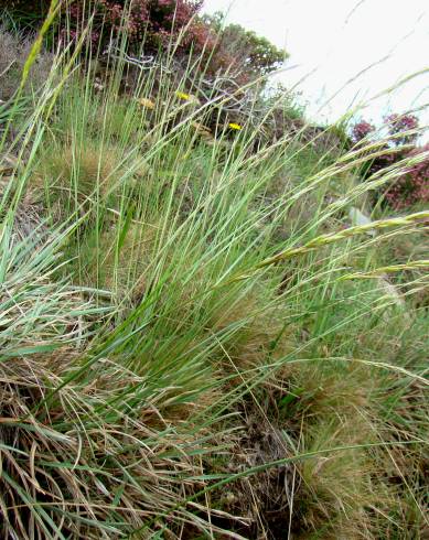 Fotografia de capa Pseudarrhenatherum longifolium - do Jardim Botânico