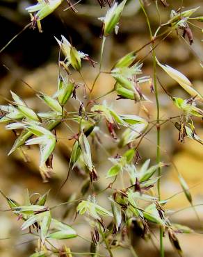 Fotografia 5 da espécie Pseudarrhenatherum longifolium no Jardim Botânico UTAD