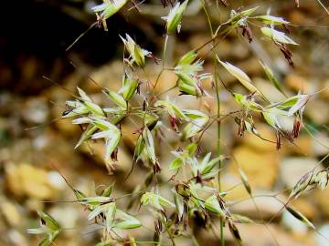 Fotografia da espécie Pseudarrhenatherum longifolium