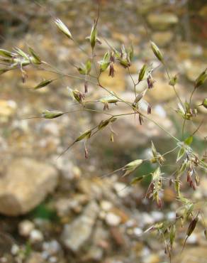 Fotografia 6 da espécie Pseudarrhenatherum longifolium no Jardim Botânico UTAD