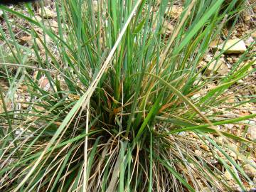 Fotografia da espécie Pseudarrhenatherum longifolium