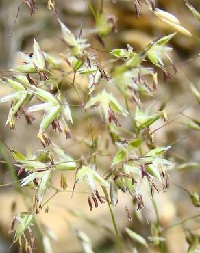 Fotografia 8 da espécie Pseudarrhenatherum longifolium no Jardim Botânico UTAD