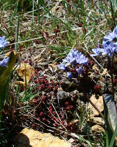 Fotografia de capa Scilla monophyllos - do Jardim Botânico