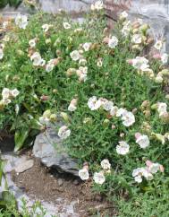 Silene uniflora subesp. uniflora