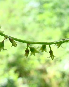 Fotografia 3 da espécie Dioscorea communis no Jardim Botânico UTAD