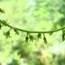 Fotografia 3 da espécie Dioscorea communis do Jardim Botânico UTAD