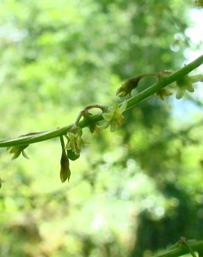 Fotografia 4 da espécie Dioscorea communis no Jardim Botânico UTAD