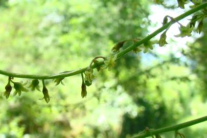 Fotografia da espécie Dioscorea communis