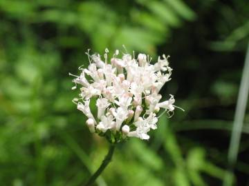 Fotografia da espécie Valeriana officinalis