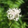 Fotografia 4 da espécie Valeriana officinalis do Jardim Botânico UTAD