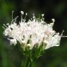 Fotografia 1 da espécie Valeriana officinalis do Jardim Botânico UTAD