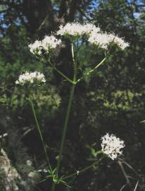 Fotografia da espécie Valeriana officinalis