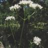 Fotografia 5 da espécie Valeriana officinalis do Jardim Botânico UTAD