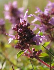 Thymus pulegioides