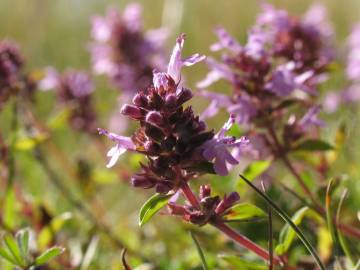 Fotografia da espécie Thymus pulegioides