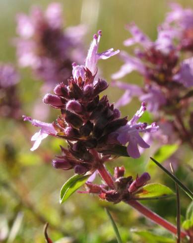 Fotografia de capa Thymus pulegioides - do Jardim Botânico