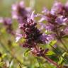 Fotografia 1 da espécie Thymus pulegioides do Jardim Botânico UTAD