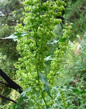 Fotografia 1 da espécie Rumex crispus no Jardim Botânico UTAD