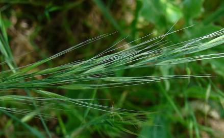 Fotografia da espécie Vulpia bromoides