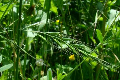 Fotografia da espécie Vulpia bromoides