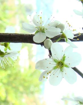 Fotografia 3 da espécie Prunus spinosa no Jardim Botânico UTAD