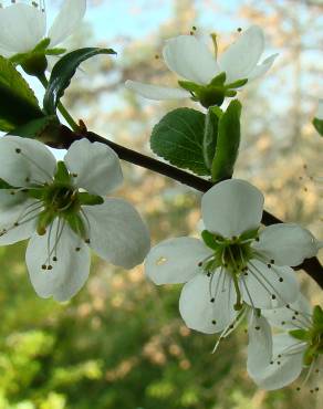 Fotografia 4 da espécie Prunus spinosa no Jardim Botânico UTAD