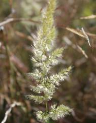 Trisetaria panicea