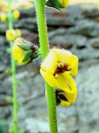 Fotografia da espécie Verbascum virgatum