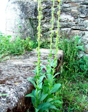 Fotografia 3 da espécie Verbascum virgatum no Jardim Botânico UTAD