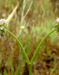 Valerianella coronata