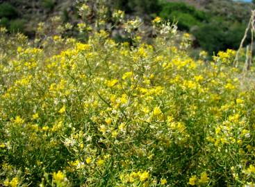 Fotografia da espécie Rorippa sylvestris subesp. sylvestris