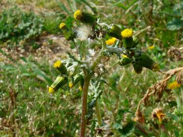 Fotografia da espécie Senecio vulgaris