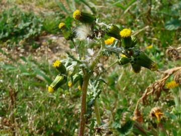 Fotografia da espécie Senecio vulgaris