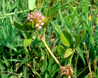 Fotografia da espécie Trifolium glomeratum