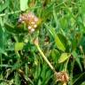 Fotografia 3 da espécie Trifolium glomeratum do Jardim Botânico UTAD