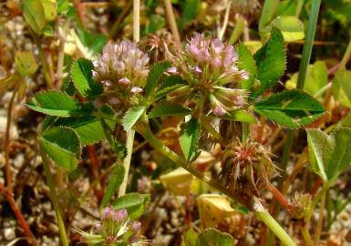 Fotografia da espécie Trifolium glomeratum