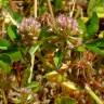 Fotografia 4 da espécie Trifolium glomeratum do Jardim Botânico UTAD