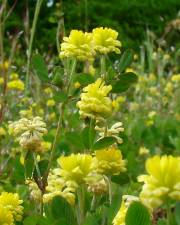 Fotografia da espécie Trifolium campestre