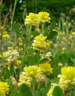 Fotografia 1 da espécie Trifolium campestre no Jardim Botânico UTAD