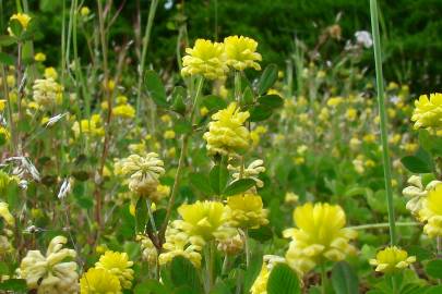 Fotografia da espécie Trifolium campestre