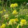 Fotografia 1 da espécie Trifolium campestre do Jardim Botânico UTAD