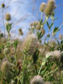 Fotografia da espécie Trifolium arvense var. arvense