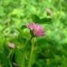 Fotografia 1 da espécie Trifolium strictum do Jardim Botânico UTAD